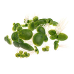 Plantes Flottantes Aquarium