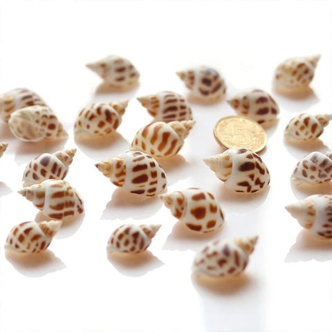 Coquillages Aquarium