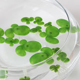 Floating Aquarium Plants