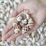 Aquarium Shells