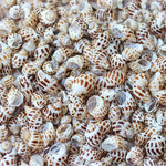 Aquarium Shells