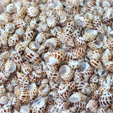 Aquarium Shells