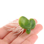 Floating Aquarium Plants