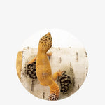 Humidity Cave for Reptiles