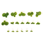 Floating Aquarium Plants