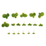 Floating Aquarium Plants