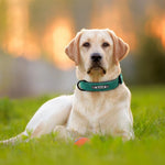 Personalized Leather Dog Collar