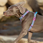 Dog Car Safety Harness