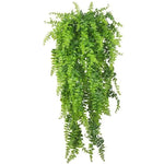 Hanging Fern for Reptiles