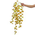 Hanging Fern for Reptiles